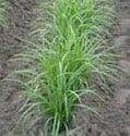 TIGERNUTS PLANT