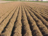 DRIED FIELD