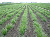 GREEN FIELD