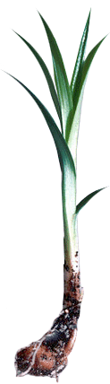 TIGERNUT PLANT
