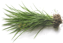 TIGERNUTS PLANT