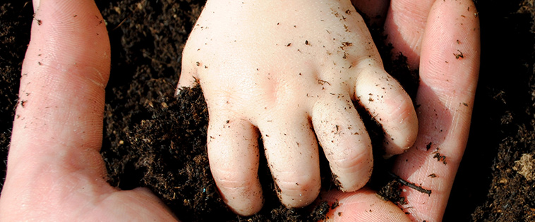 Chufas de cultivo orgánico versus chufas de cultivo orgánico en conversión