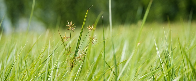 Tigernuts is set to use biofuel to import its organic tiger nuts